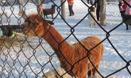 ��� 15 ���, ��� ���������� ���������� � ����� �����